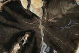 Bargain Petrified Wood (Schinoxylon) Slab - Blue Forest, Wyoming #141288-1